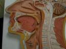 Human Upper Resp System Part II