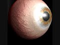 Human Eye Model (made with maya 2008)