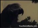 THIS PARROT DONT LIKE YOU.