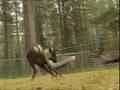 videos de Europe's last Wilderness.7 min. No speaker.mpg