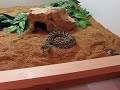 western diamondback crotalus atrox feeding
