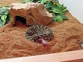 western diamondback crotalus atrox feeding
