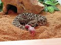 western diamondback crotalus atrox feeding