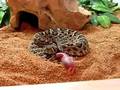 Western Diamondback Crotalus atrox