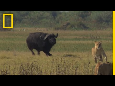 bull - A mighty buffalo bull shows a group of lionesses who's boss. For more on The Last Lions visit www.thelastlions.com.