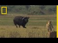 Buffalo Bull Chase - The Last Lions Deleted Scenes