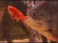 PIRAÑA FM ACUARIO PIRAÑA FM ACUARIO