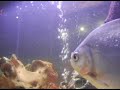 PIRAÑA FM ACUARIO