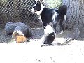 Icelandic Sheepdog Puppies