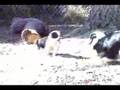 Icelandic Sheepdog Puppies
