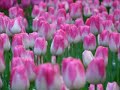 Festival Bunga Tulip di Holland, dari GISer Hendro Lim- UK Festival Bunga Tulip di Holland, dari GISer Hendro Lim- UK