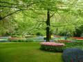Festival Bunga Tulip di Holland, dari GISer Hendro Lim- UK