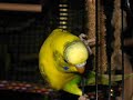 pippesavatar