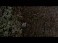 The Village - The Gravel Road
