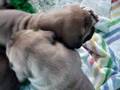 Boerboel video