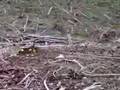 videos de .22 action