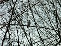 tufted titmouse