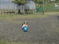 Click here to watch this video DOGCOM.Park