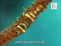 Celebes Divers  Manadu Siladen