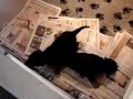 Duitse pinscher