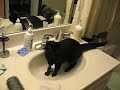 Kitten Addie Mae, playing in our sink Fri morning.