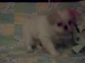 Japanese Chin Puppy