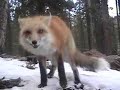 Red Fox 8 Red Fox 8