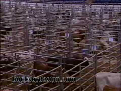 how to train pbr bulls