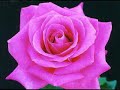 This a video made on a song from the soap opera Mi gorda bella.