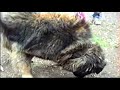 sarplaninac