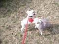 フレンチブル070310