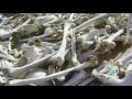 Ancient Lost Army Found?