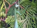 Praying Mantis
