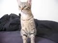 kitten saying hi