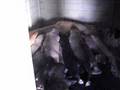 FM a alimentar canitos
