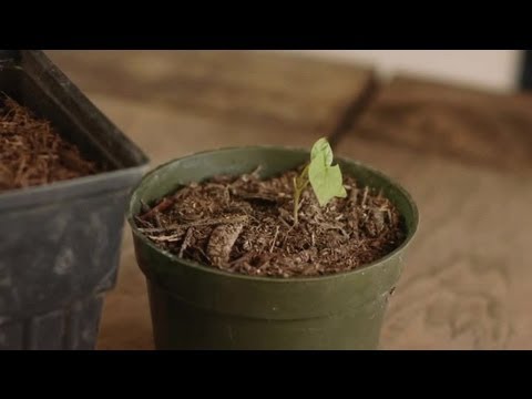 how to transplant morning glory vines