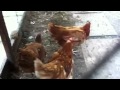 Bunty, V8 & Chicken 22 join the flock