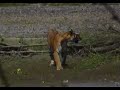 NEPAL JUNGLE TRIP BARDIA NEPAL JUNGLE TRIP BARDIA