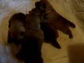 videos de shiba inu