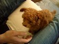 トイプードル動画