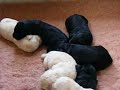 miniature labradoodle pups