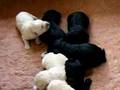 miniature-labradoodl