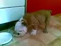 DeeDee - English Bulldog - 2 months old DeeDee - English Bulldog - 2 months old