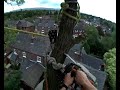 Ash tree removal part 1