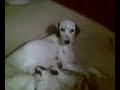 Giulia, dalmata con i cuccioli Giulia, dalmata con i cuccioli