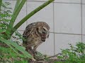 Burrowing Owl (Mochuelo de Hoyos) Burrowing Owl (Mochuelo de Hoyos)