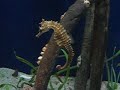 Sea horse at Aquarium of Tampa