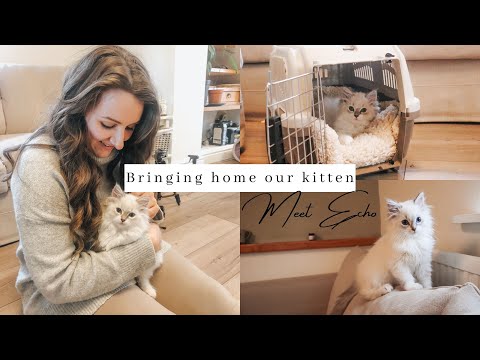 Bringing Home Our Ragdoll Kitten ~ first day at home ~ SO CUTE
