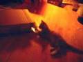 20081001 - Lemonjello & Oranjello fight over a box (90s)
