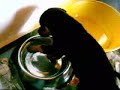 Rottweiler puppies
